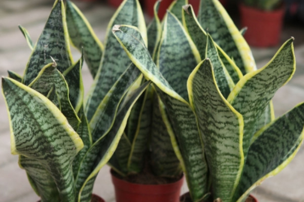 虎皮蘭有毒嗎能放室內(nèi)嗎