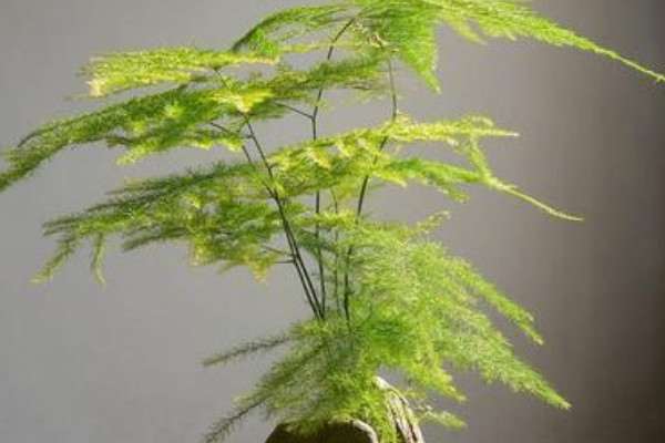 云松開(kāi)花是什么預(yù)兆