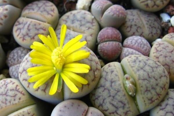 生石花播種出苗后養(yǎng)護