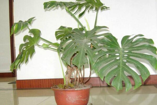 龜背竹氣根水培會(huì)發(fā)芽嗎，氣根植入水中可促進(jìn)植株的生長