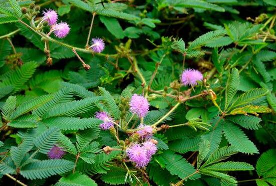 含羞草有毒嗎可以碰嗎，毒性比較輕微/盡量別長時間接觸