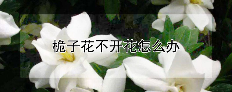 桅子花不開(kāi)花怎么辦