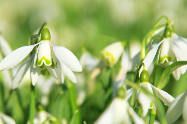 日本風(fēng)鈴花怎么養(yǎng)