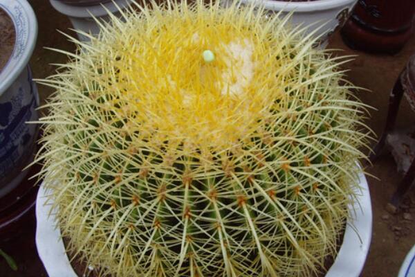 仙人球能放在臥室嗎，帶刺的植物不宜放臥室/放陽(yáng)臺(tái)或者辦公室較好