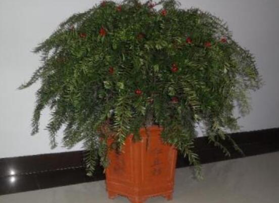 紅豆杉適合室內(nèi)養(yǎng)嗎，具有凈化空氣、延年益壽作用