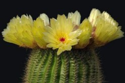 仙人球花的藥用價值，清熱解毒、行氣止痛、還能降血壓