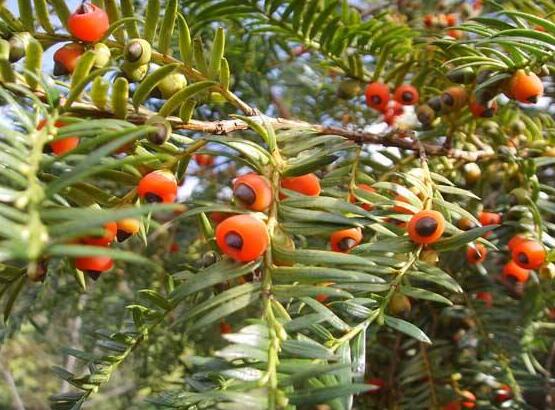 紅豆杉扦插繁殖方法，做好這五大方法便可生根發(fā)芽
