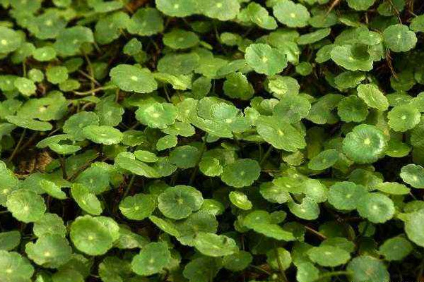 金錢(qián)草和車(chē)前草的區(qū)別