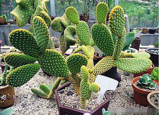 仙人掌適合在室內(nèi)種植嗎，吸收二氧化碳、釋放氧氣/天然氧吧