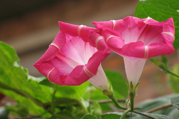 牽牛花長得高是因為什么