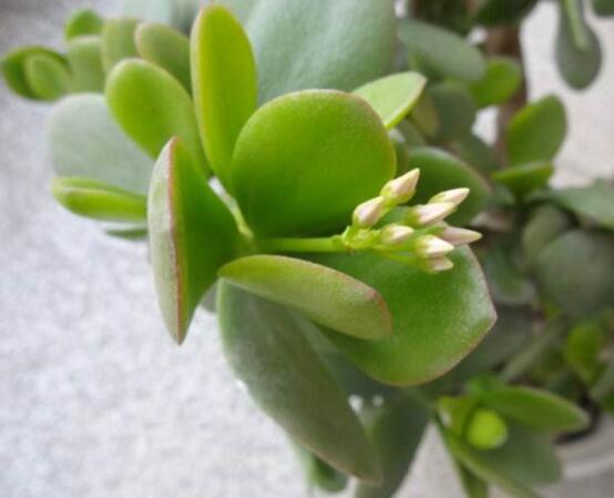 燕子掌的養(yǎng)殖方法和注意事項，老農(nóng)總結(jié)最實用八大養(yǎng)殖技巧