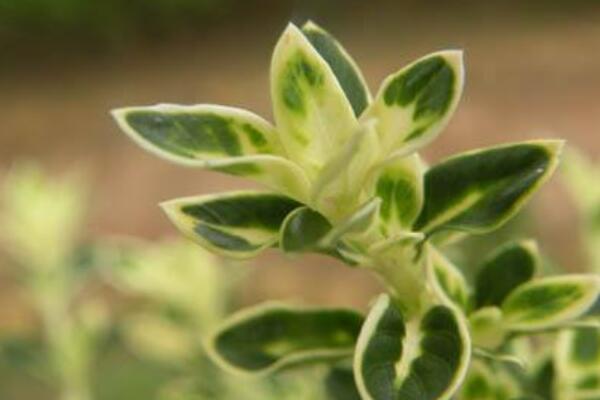 金邊六月雪為什么不開(kāi)花