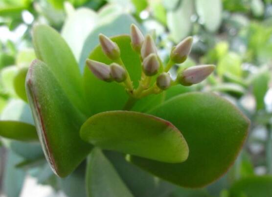 燕子掌不開花怎么辦，做好以下五點(diǎn)花開爆盆