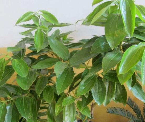 平安樹(shù)葉子發(fā)黑是怎么回事，三種原因以及解決方法