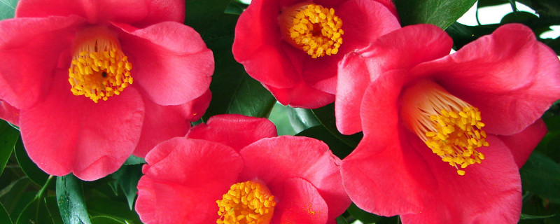 茶花夏季怎么養(yǎng)