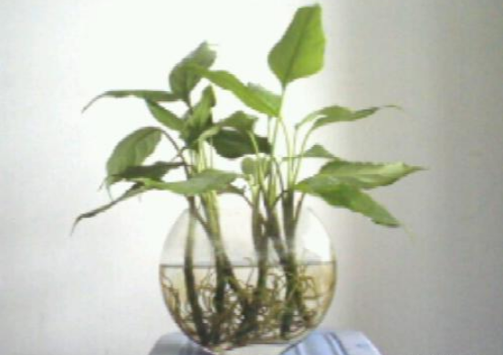 水培萬年青的養(yǎng)殖方法和注意事項，學會以下三個步驟即可