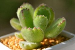 熊童子怎么養(yǎng)肥，讓熊童子迅速變肥的5大技巧