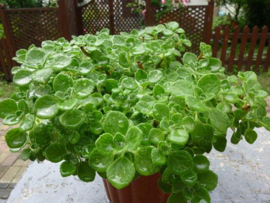 碰碰香夏天怎么養(yǎng)，做好四個要點便可安然度夏