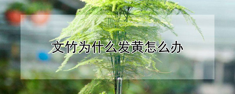 文竹為什么發(fā)黃怎么辦