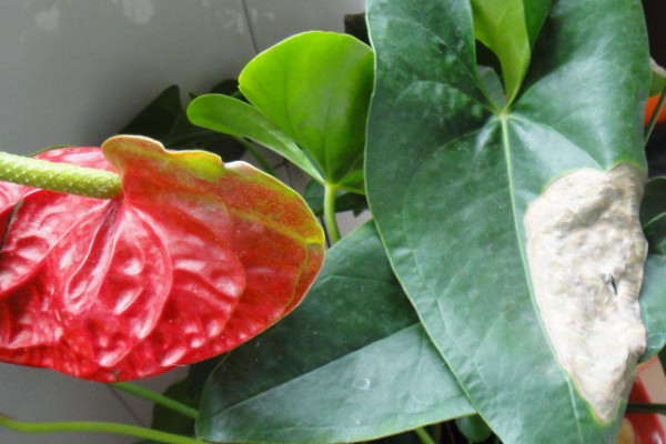 紅掌葉子發(fā)黃焦邊干枯是怎么回事