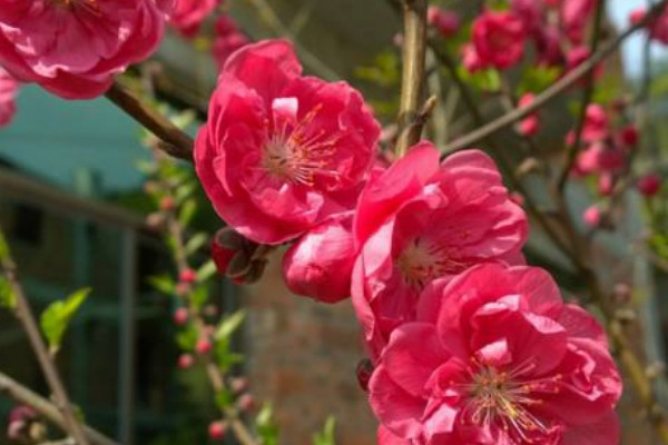 怎么區(qū)分真梅和杏梅