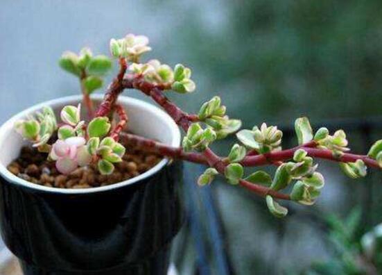 雅樂之舞的養(yǎng)殖方法和注意事項，老農(nóng)總結最實用八大養(yǎng)殖方法