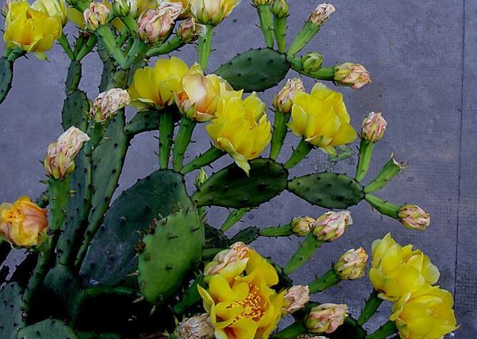 仙人掌幾年開(kāi)次花，養(yǎng)護(hù)恰當(dāng)?shù)脑捒梢悦磕觊_(kāi)花