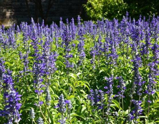 薰衣草與鼠尾草的區(qū)別，教你四種方法可變成火眼金睛