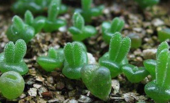 碧光環(huán)種植方法，擇健康種子、保水保肥土壤/淺盆為主