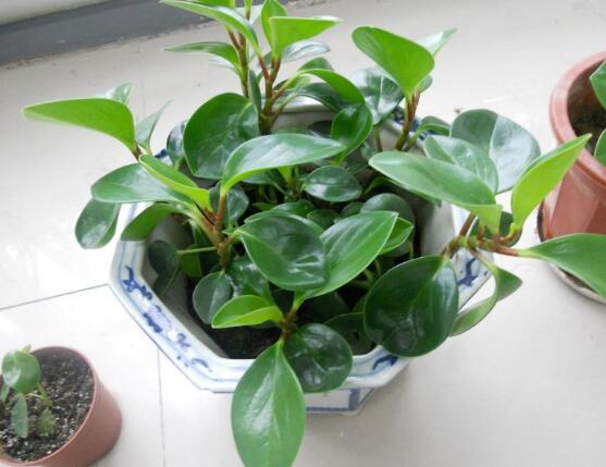 碧玉花怎么修剪，五個(gè)基本步驟修剪更加美觀