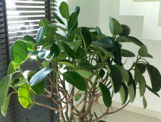 橡皮樹的擺放位置，教你四個擺放好地方(客廳/大廳/書房/辦公室)