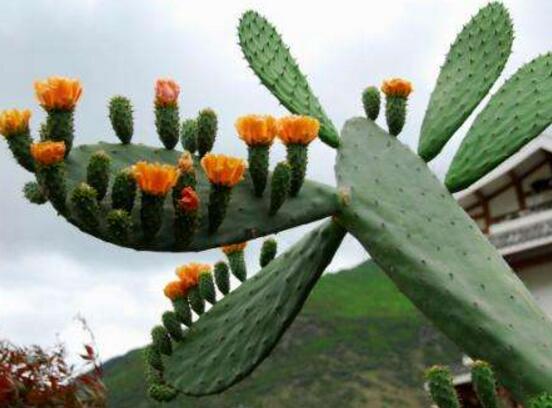 仙人掌為什么不用澆水，因吸水能力太強(qiáng)