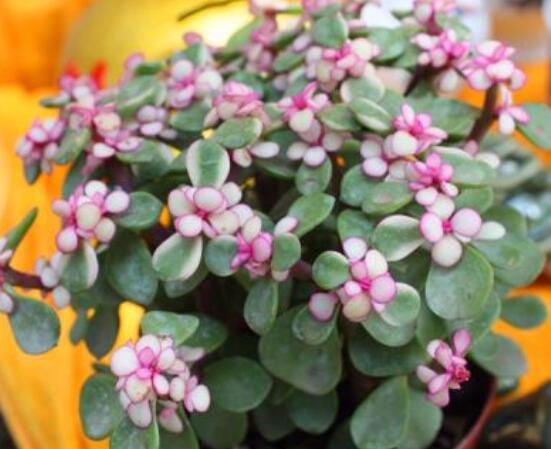 雅樂(lè)之舞怎么養(yǎng)出粉色，盆土合理/肥水結(jié)合/光照溫度適當(dāng)