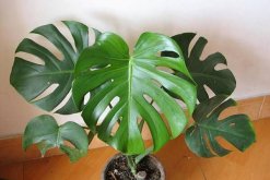 龜背竹禁忌擺放位置，三個(gè)位置不宜擺放