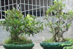 榕樹(shù)盆景的澆水技巧，澆水原則以及澆水方法