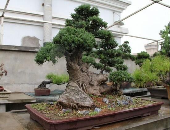 羅漢松能種大門(mén)兩邊嗎，可以/趨吉避兇、辟邪化煞