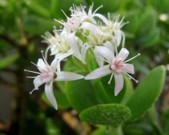 玉樹可以放在室內(nèi)嗎，小心碰觸導(dǎo)致瘙癢、腫痛(有毒)