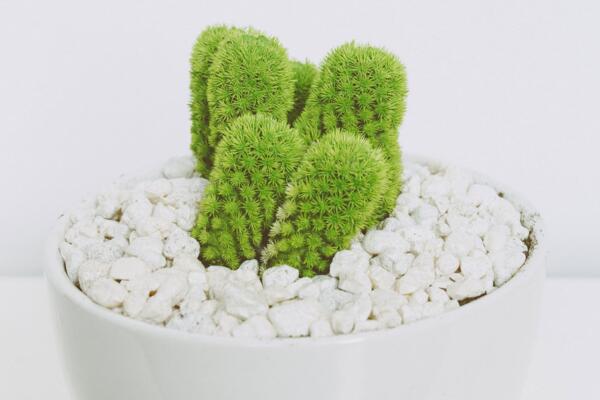 仙人掌枯萎了該怎樣救護(hù)，立即換盆并加強(qiáng)管理