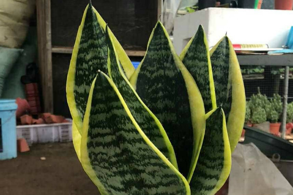 青葉虎皮蘭養(yǎng)殖方法