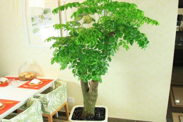 幸福樹掉葉子怎么辦，可以通過以下4步進行補救