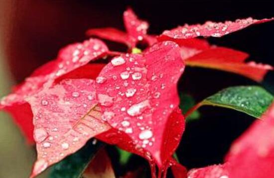 一品紅冬季怎么養(yǎng)，做好五個要點(diǎn)便可安然過冬