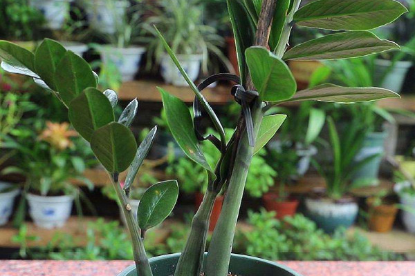 金錢(qián)樹(shù)可以養(yǎng)在臥室里嗎