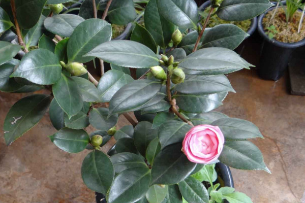 茶花春天什么時候換盆