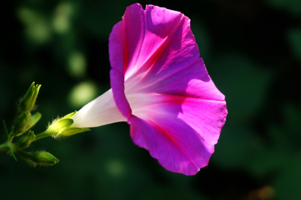 牽?；ǖ陌咨后w有毒嗎