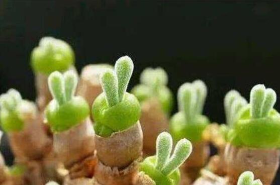 碧光環(huán)怎么播種，做好五個步驟三天快速發(fā)芽