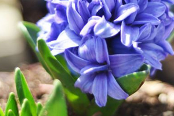 風(fēng)信子冬天怎么養(yǎng)