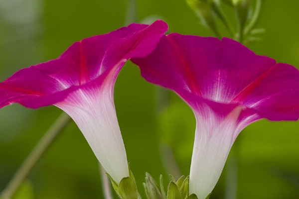 牽?；ㄊ窃鯓雨懤m(xù)開放的呢