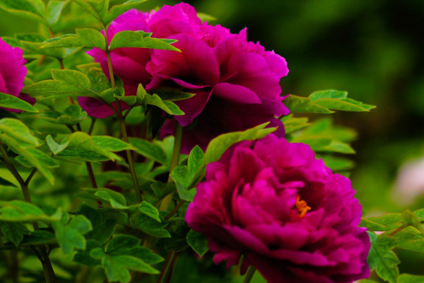 牡丹花沒(méi)有根能栽活嗎