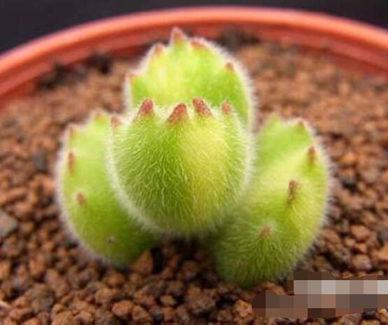 熊童子葉斑病怎么辦，及時(shí)摘除病葉、噴灑藥物治療