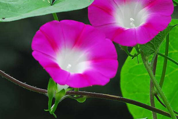 牽?；úシN需要泡種嗎